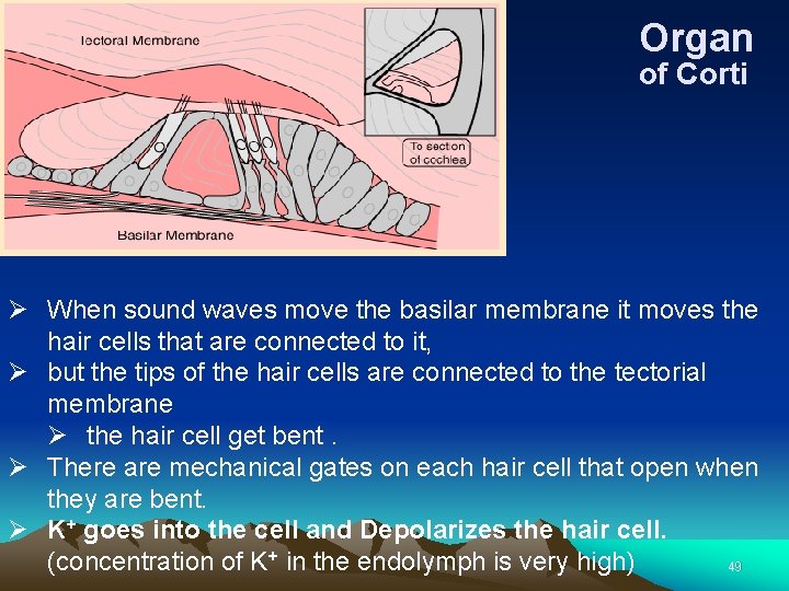 Organ of Corti Ø When sound waves move the basilar membrane it moves the