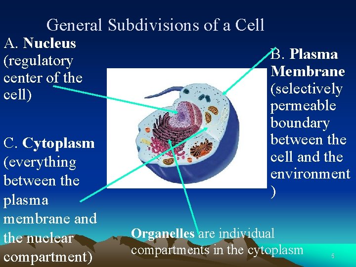 General Subdivisions of a Cell A. Nucleus (regulatory center of the cell) C. Cytoplasm