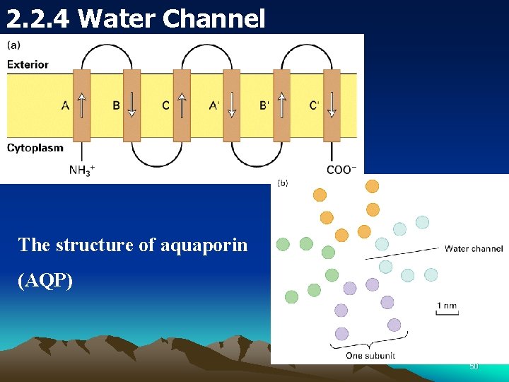 2. 2. 4 Water Channel The structure of aquaporin (AQP) 50 