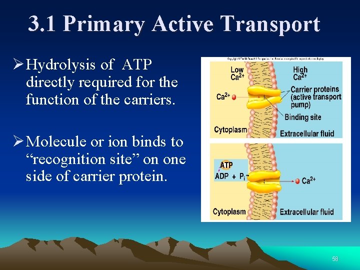 3. 1 Primary Active Transport Ø Hydrolysis of ATP directly required for the function