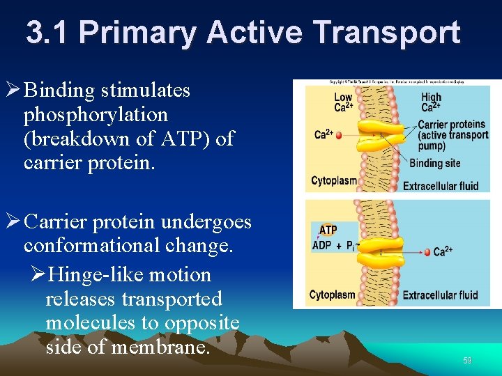 3. 1 Primary Active Transport Ø Binding stimulates phosphorylation (breakdown of ATP) of carrier