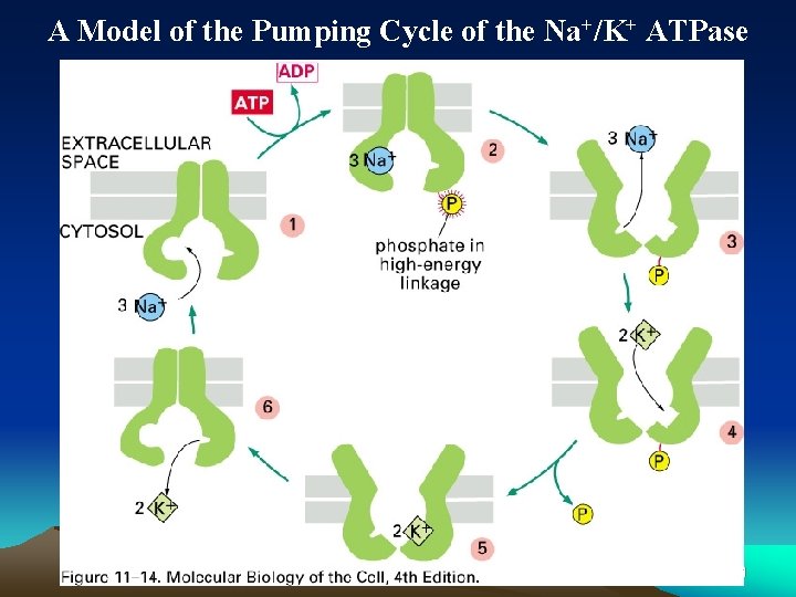 A Model of the Pumping Cycle of the Na+/K+ ATPase 61 