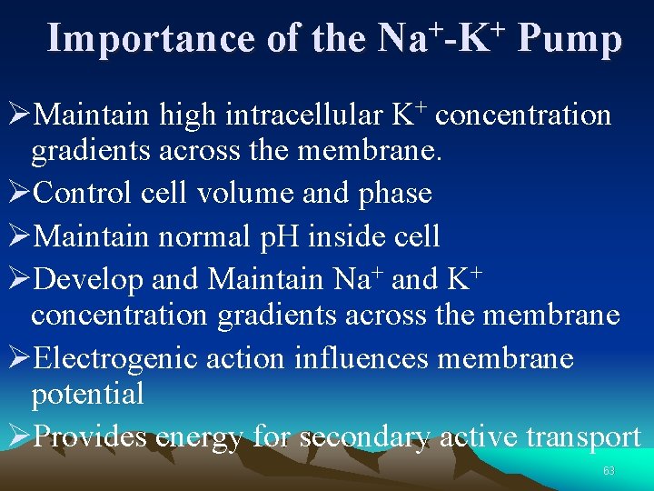 Importance of the + + Na -K Pump ØMaintain high intracellular K+ concentration gradients