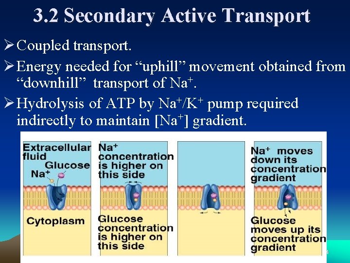 3. 2 Secondary Active Transport Ø Coupled transport. Ø Energy needed for “uphill” movement