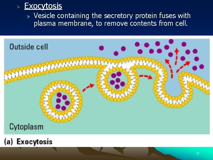 Ø Exocytosis Ø Vesicle containing the secretory protein fuses with plasma membrane, to remove