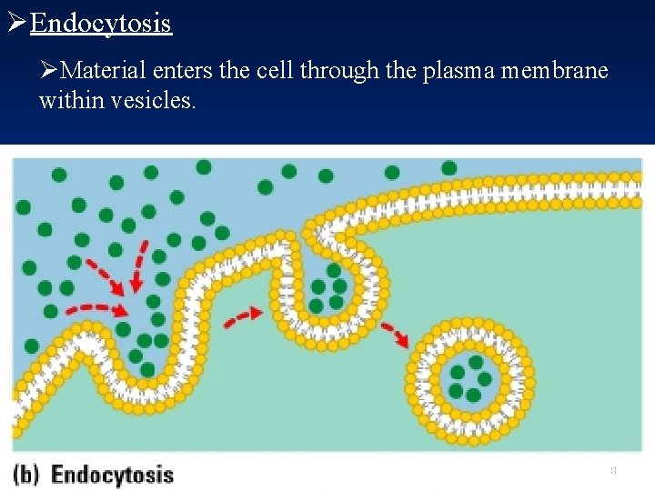 ØEndocytosis ØMaterial enters the cell through the plasma membrane within vesicles. 68 