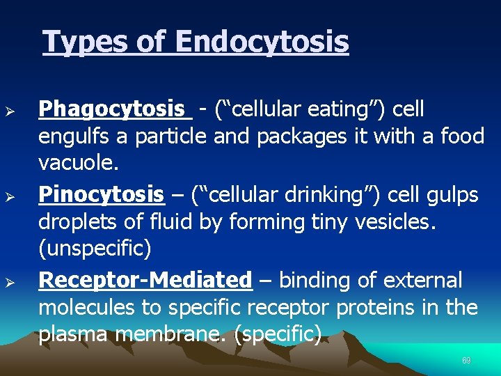 Types of Endocytosis Ø Ø Ø Phagocytosis - (“cellular eating”) cell engulfs a particle