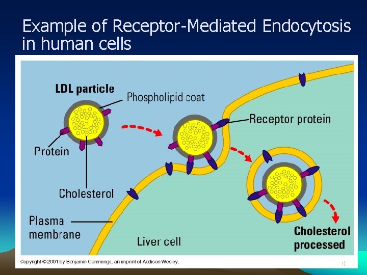 Example of Receptor-Mediated Endocytosis in human cells 70 