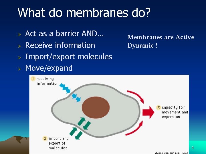 What do membranes do? Ø Ø Act as a barrier AND… Receive information Import/export