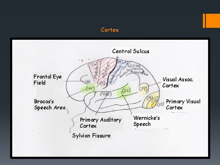 Cortex Central Sulcus Frontal Eye Field Visual Assoc. Cortex Brocas’s Speech Area Primary Visual