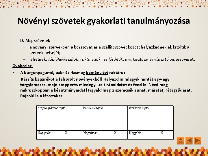 Növényi szövetek gyakorlati tanulmányozása D. Alapszövetek – a növényi szervekben a bőrszövet és a