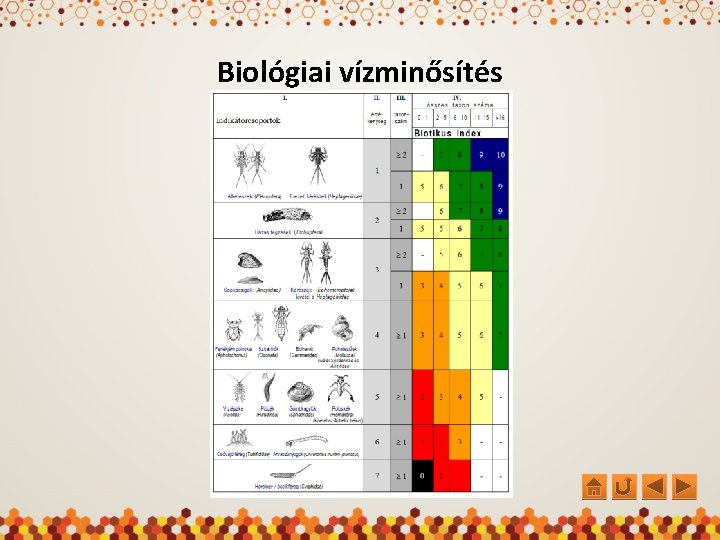 Biológiai vízminősítés 