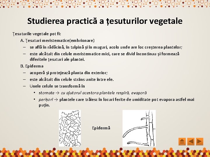 Studierea practică a țesuturilor vegetale Țesuturile vegetale pot fi: A. Țesuturi meristematice(embrionare) – se
