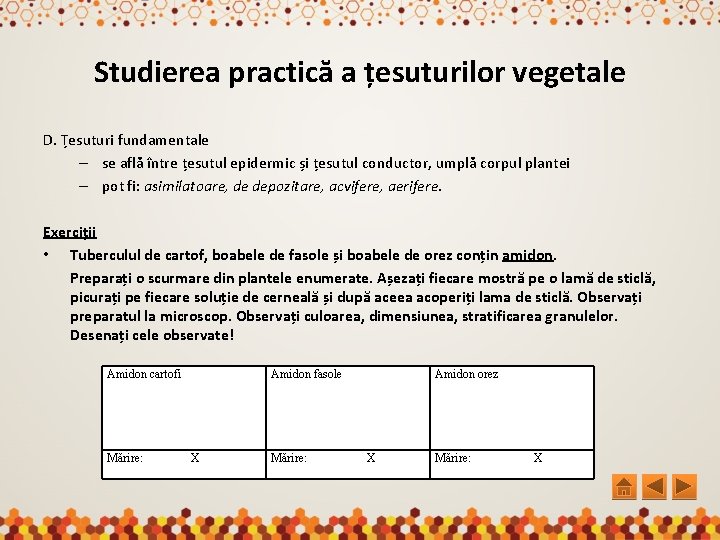 Studierea practică a țesuturilor vegetale D. Țesuturi fundamentale – se află între țesutul epidermic