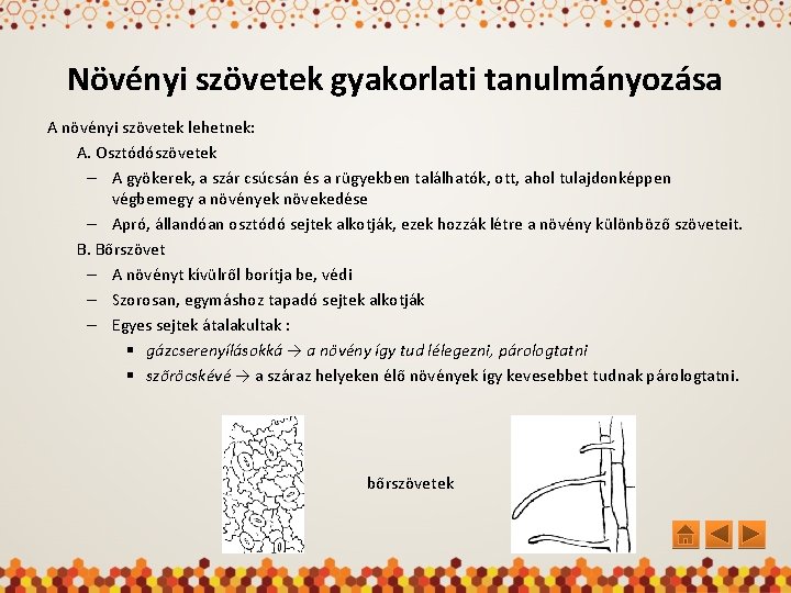 Növényi szövetek gyakorlati tanulmányozása A növényi szövetek lehetnek: A. Osztódószövetek – A gyökerek, a