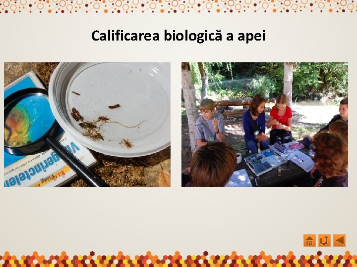 Calificarea biologică a apei 