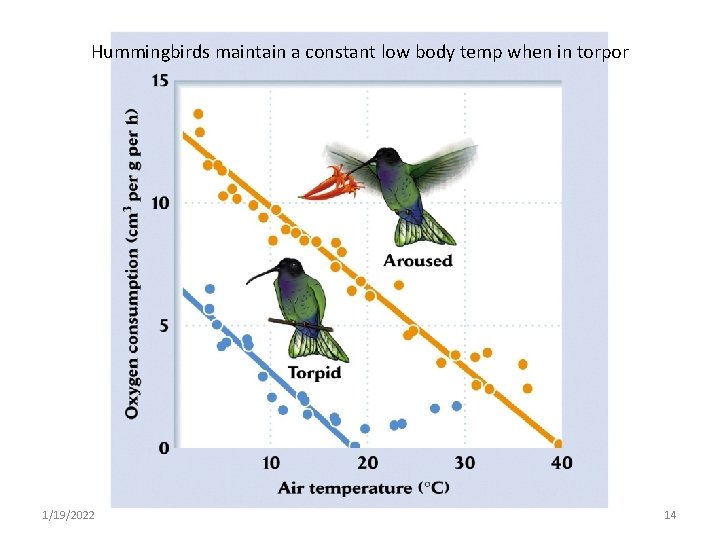 Hummingbirds maintain a constant low body temp when in torpor 1/19/2022 14 