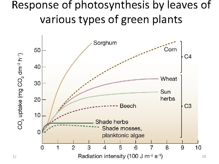 Response of photosynthesis by leaves of various types of green plants 1/19/2022 18 