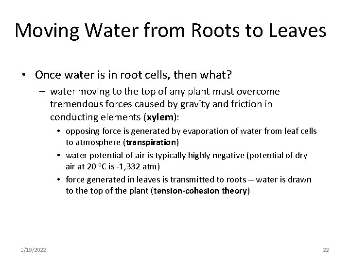 Moving Water from Roots to Leaves • Once water is in root cells, then