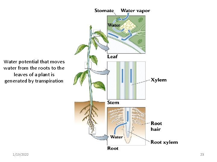 Water potential that moves water from the roots to the leaves of a plant