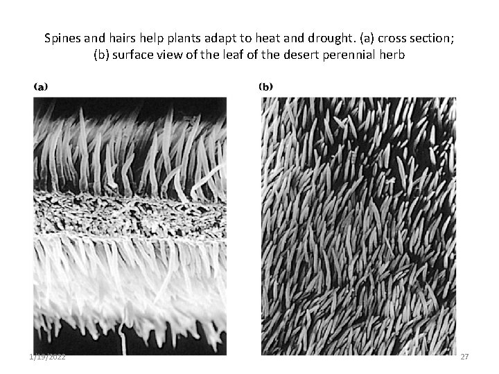 Spines and hairs help plants adapt to heat and drought. (a) cross section; (b)