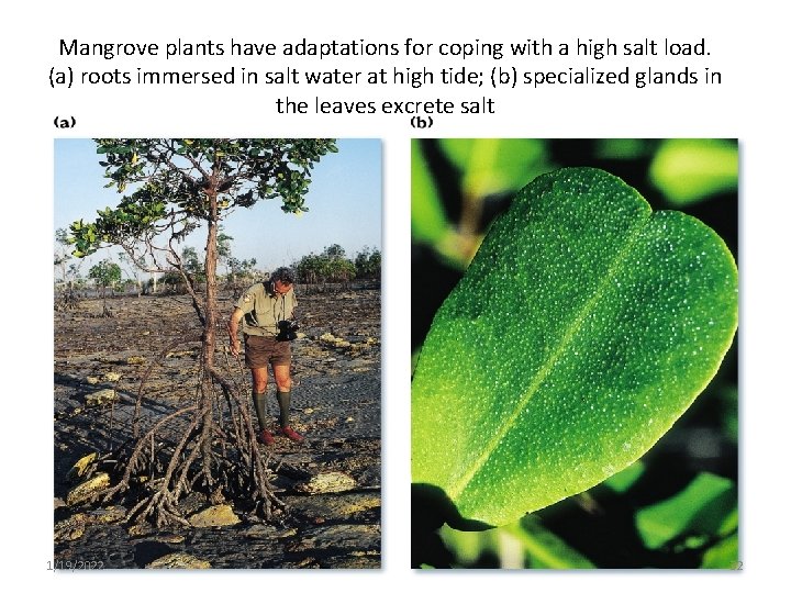 Mangrove plants have adaptations for coping with a high salt load. (a) roots immersed