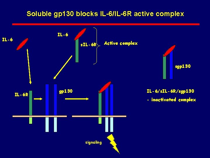 Soluble gp 130 blocks IL-6/IL-6 R active complex IL-6 s. IL-6 R Active complex