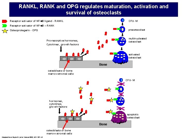 RANKL, RANK and OPG regulates maturation, activation and survival of osteoclasts Receptor activator of