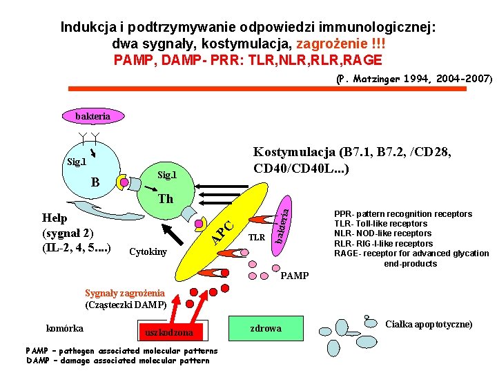 Indukcja i podtrzymywanie odpowiedzi immunologicznej: dwa sygnały, kostymulacja, zagrożenie !!! PAMP, DAMP- PRR: TLR,