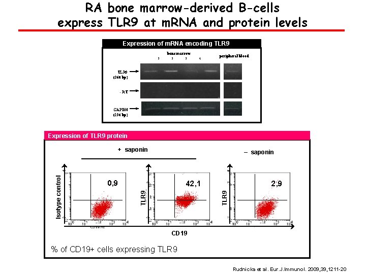 RA bone marrow-derived B-cells express TLR 9 at m. RNA and protein levels Expression