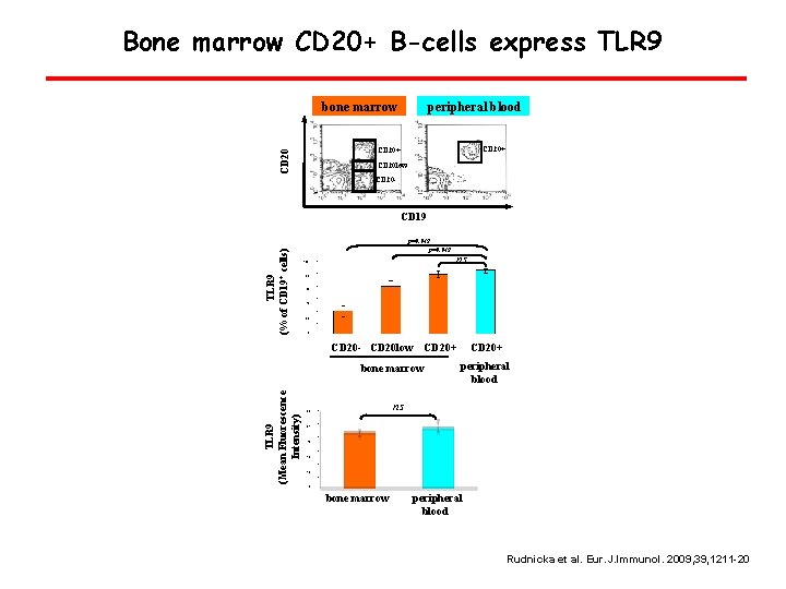 Bone marrow CD 20+ B-cells express TLR 9 A bone marrow peripheral blood CD