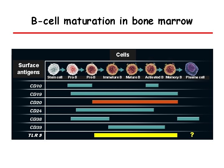 B-cell maturation in bone marrow Cells Surface antigens Stem cells TLR 9 Pro-B Pre-B