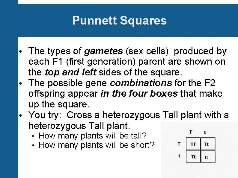 Punnett Squares The types of gametes (sex cells) produced by each F 1 (first