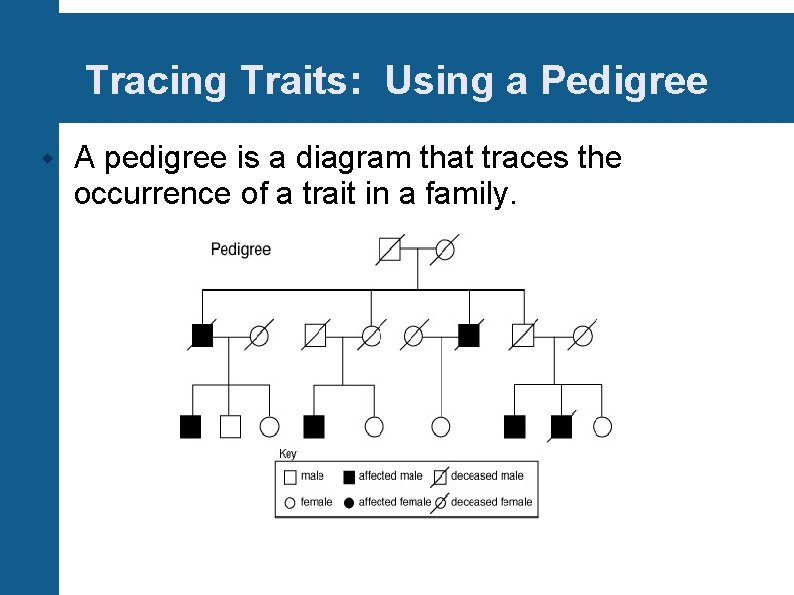 Tracing Traits: Using a Pedigree A pedigree is a diagram that traces the occurrence