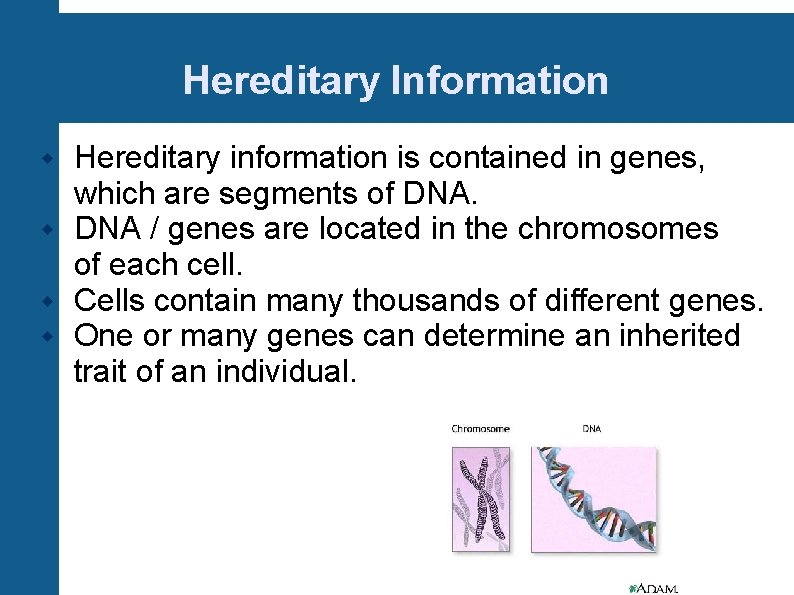 Hereditary Information Hereditary information is contained in genes, which are segments of DNA /