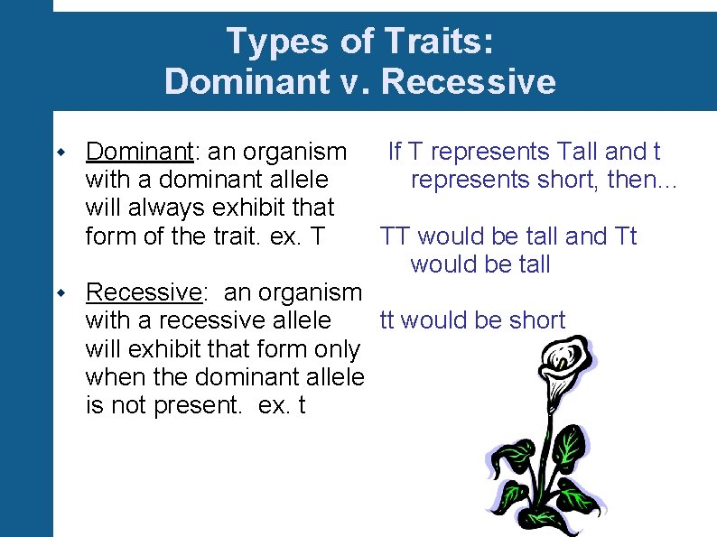 Types of Traits: Dominant v. Recessive Dominant: an organism with a dominant allele will
