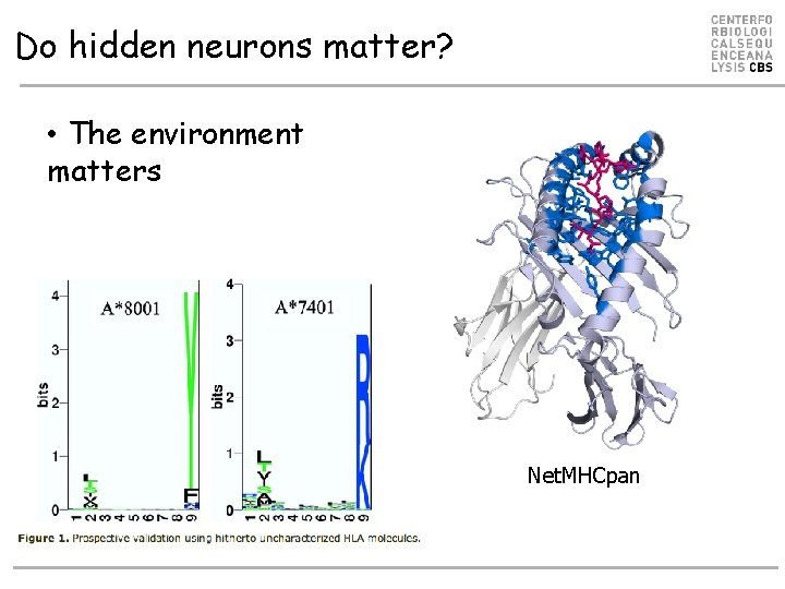 Do hidden neurons matter? • The environment matters Net. MHCpan Do hidden neurons matter? • The environment matters Net. MHCpan