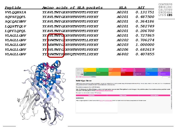 Example Peptide VVLQQHSIA SQVSFQQPL SQCQAIHNV LQQSTYQLV LQPFLQPQL VLAGLLGNV VLAGLLGNV Amino acids of HLA pockets Example Peptide VVLQQHSIA SQVSFQQPL SQCQAIHNV LQQSTYQLV LQPFLQPQL VLAGLLGNV VLAGLLGNV Amino acids of HLA pockets