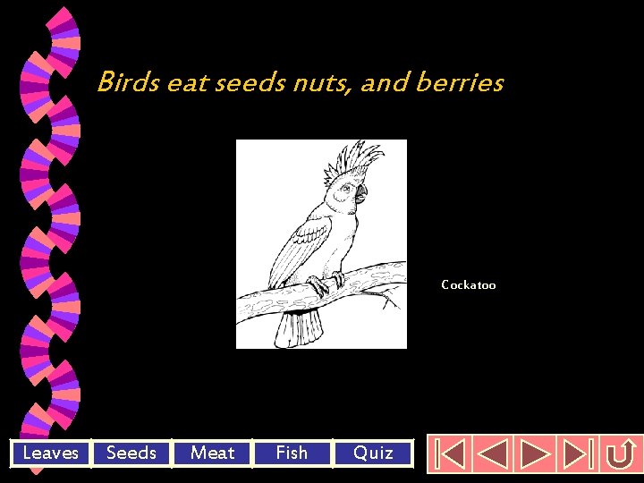 Birds eat seeds nuts, and berries Cockatoo Leaves Seeds Meat Fish Quiz 