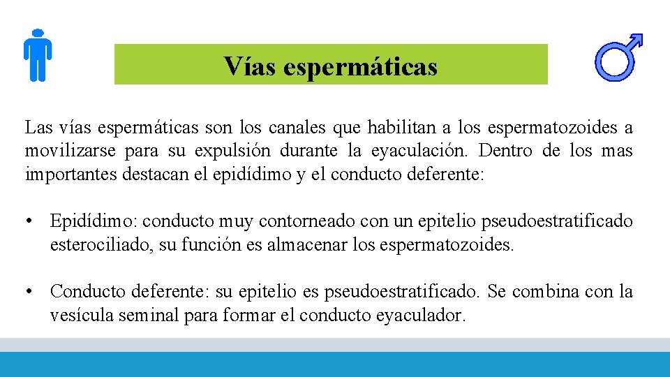 Vías espermáticas Las vías espermáticas son los canales que habilitan a los espermatozoides a