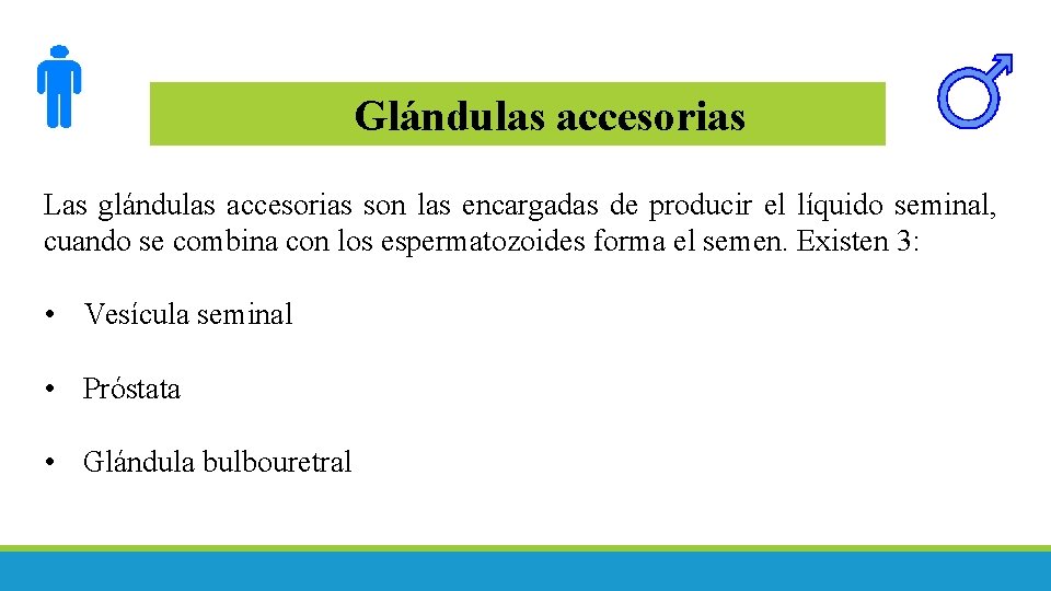 Glándulas accesorias Las glándulas accesorias son las encargadas de producir el líquido seminal, cuando