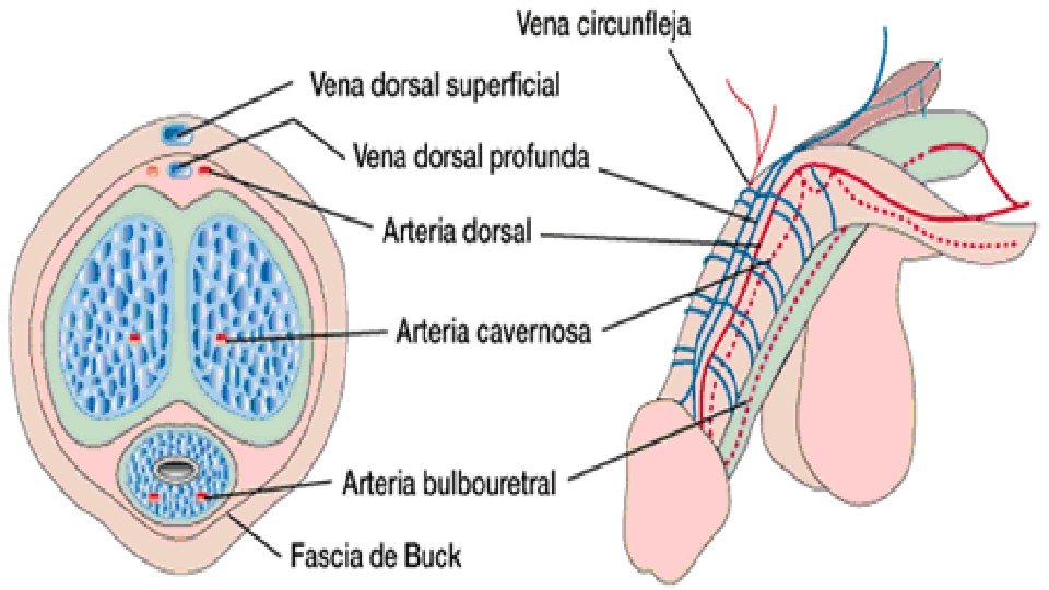 Pene El pene es el órgano de la copula, es una estructura cilíndrica compuesta