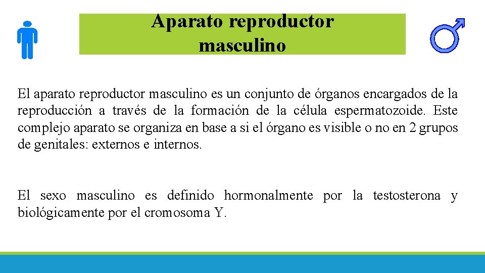 Aparato reproductor masculino El aparato reproductor masculino es un conjunto de órganos encargados de