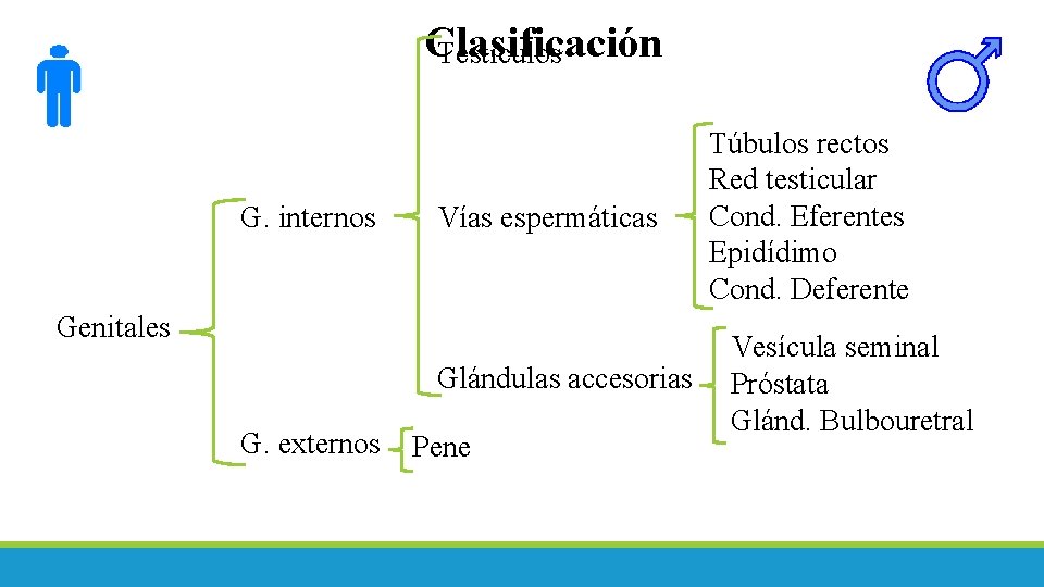 Clasificación Testículos G. internos Vías espermáticas Genitales Glándulas accesorias G. externos Pene Túbulos rectos