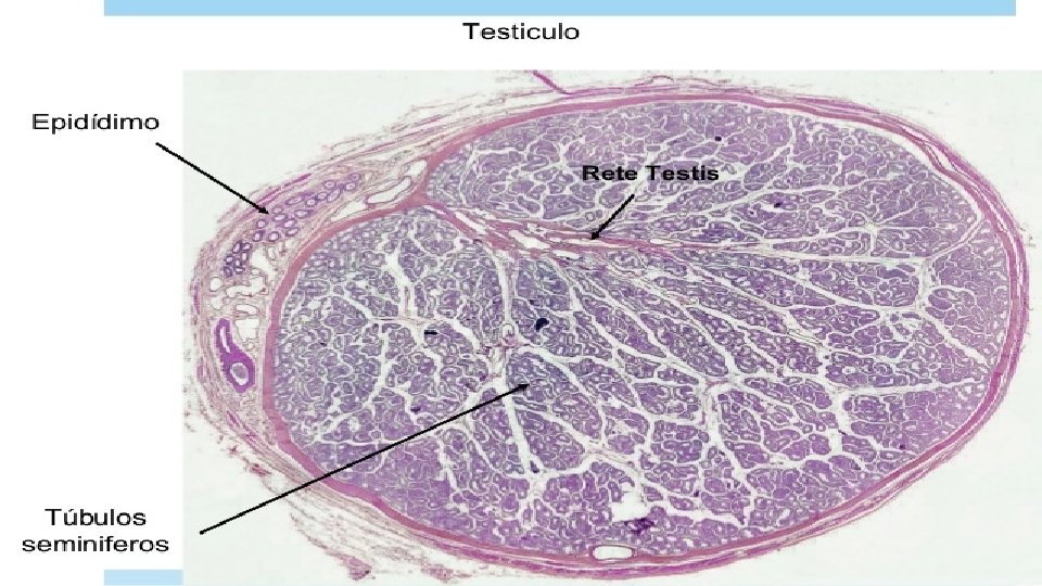 Histología del testículo Histológicamente se le considera un órgano macizo, el cual tiene una