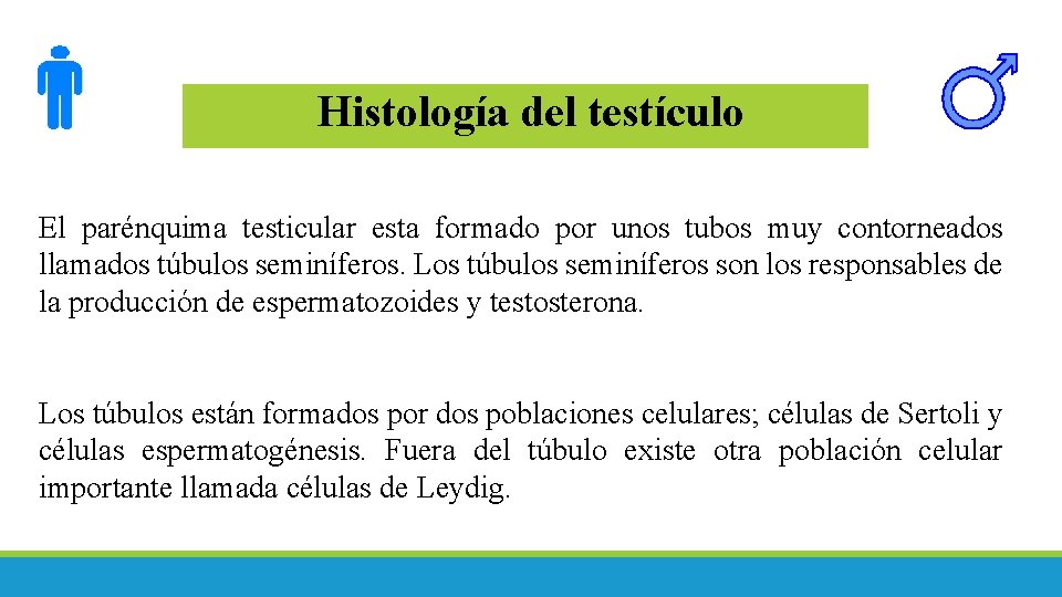 Histología del testículo El parénquima testicular esta formado por unos tubos muy contorneados llamados