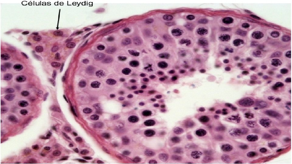 Otros aspectos del túbulo seminífero Las células de Sertoli, junto con su lamina basal