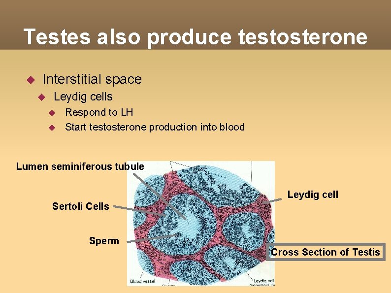 Testes also produce testosterone Interstitial space Leydig cells Respond to LH Start testosterone production