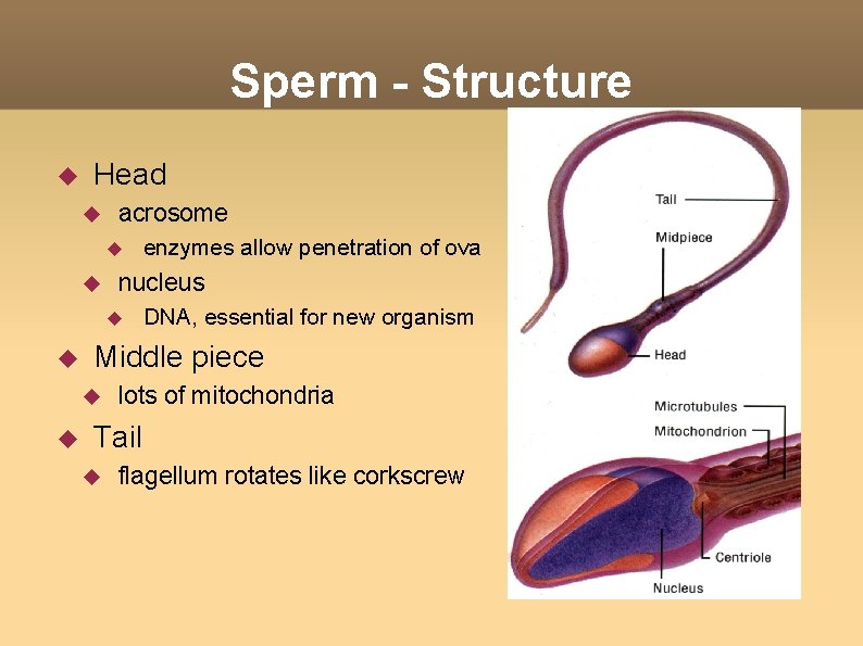 Sperm - Structure Head acrosome nucleus DNA, essential for new organism Middle piece enzymes