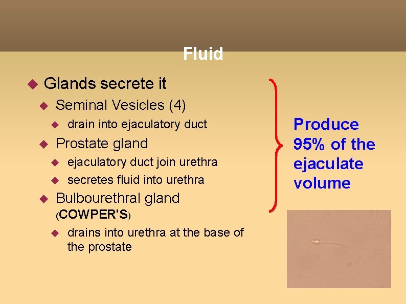 Fluid Glands secrete it Seminal Vesicles (4) Prostate gland drain into ejaculatory duct join